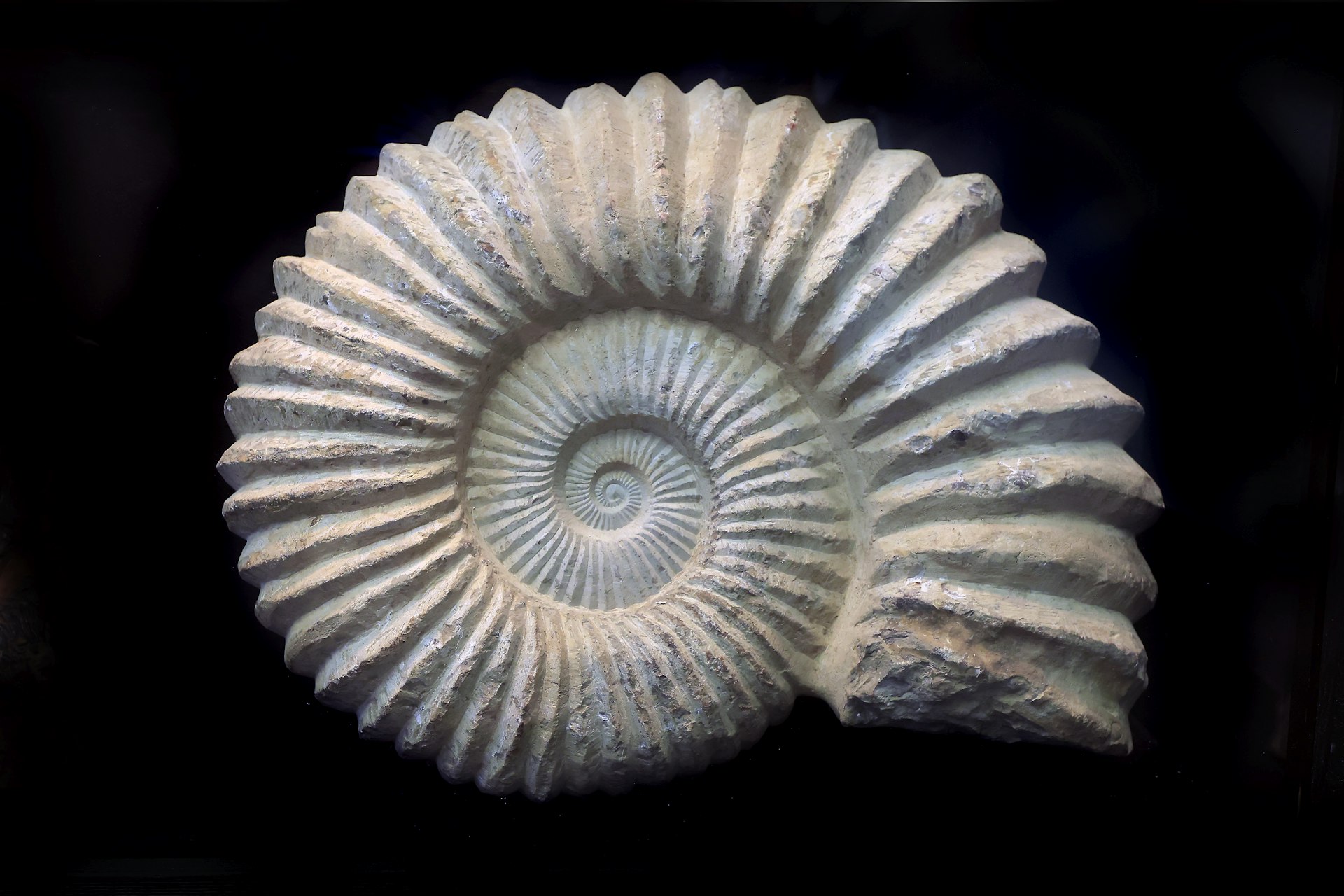 Fossile de coquillage en spirale illustrant la suite de Fibonacci dans la nature