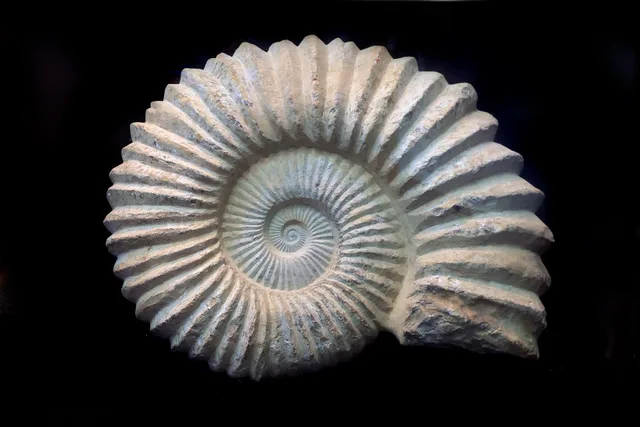 Fossile de coquillage en spirale illustrant la suite de Fibonacci dans la nature